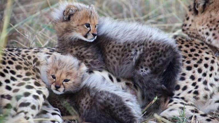 4 Day Kapama River Lodge Safari